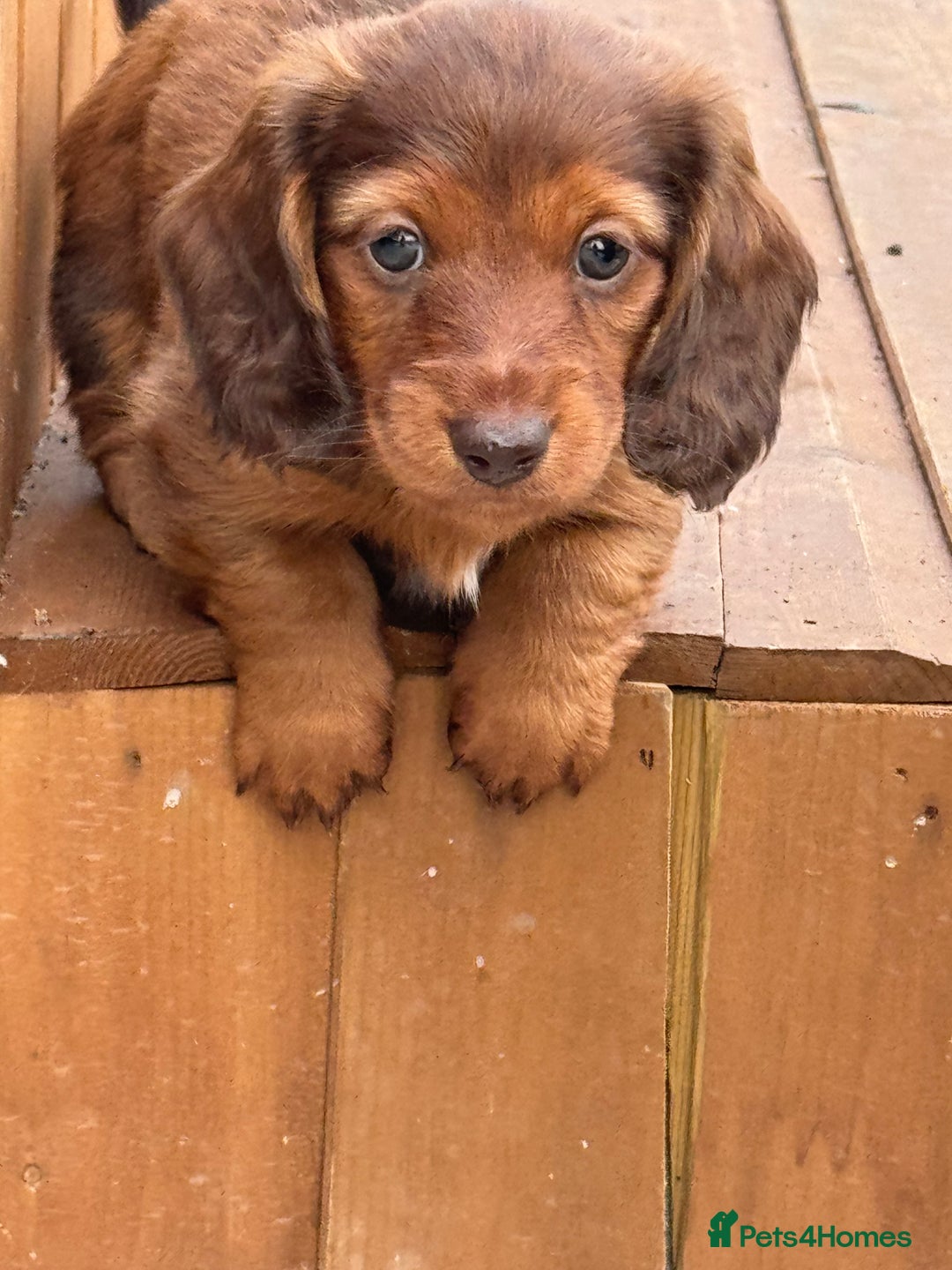 Miniature Dachshund dogs for sale: Long Haired ( Choclate Based ) Mini Dachshunds  - Advert 3