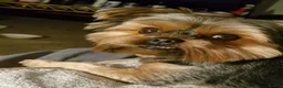Yorkshire Terrier dogs for sale: Gorgeous Yorkshire Terrier Puppies Ready to go! 🐾 - Advert 19