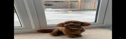 Cavapoo dogs for sale: Waiting List Open-Deep Fox Red Cavapoos - 27th Aug - Advert 7