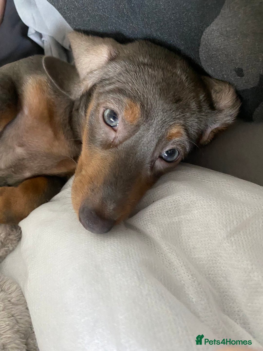 Miniature Dachshund dogs for sale: Female Miniature Dachshund  - Advert 8