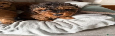 Cockapoo 1
