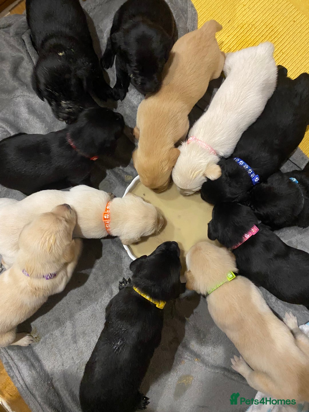 Labrador Retriever dogs for sale: Stunning Labrador Puppies - Image 33