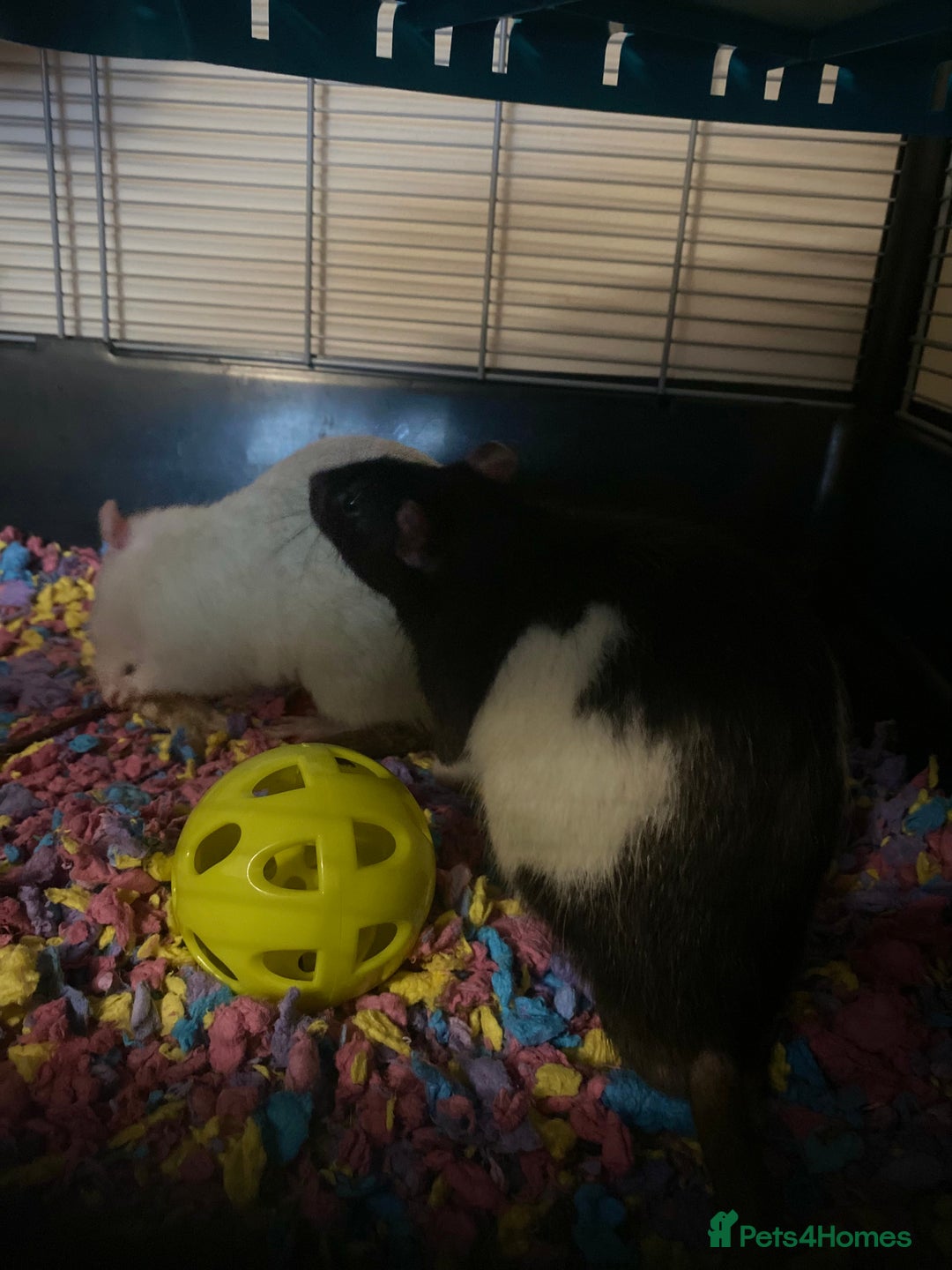 Rat rodents for sale: Lovely male pet rats - Advert 5