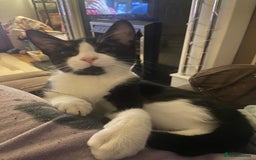 Mixed Breed cats for sale: Loveable boy needs a new family  - Image 8