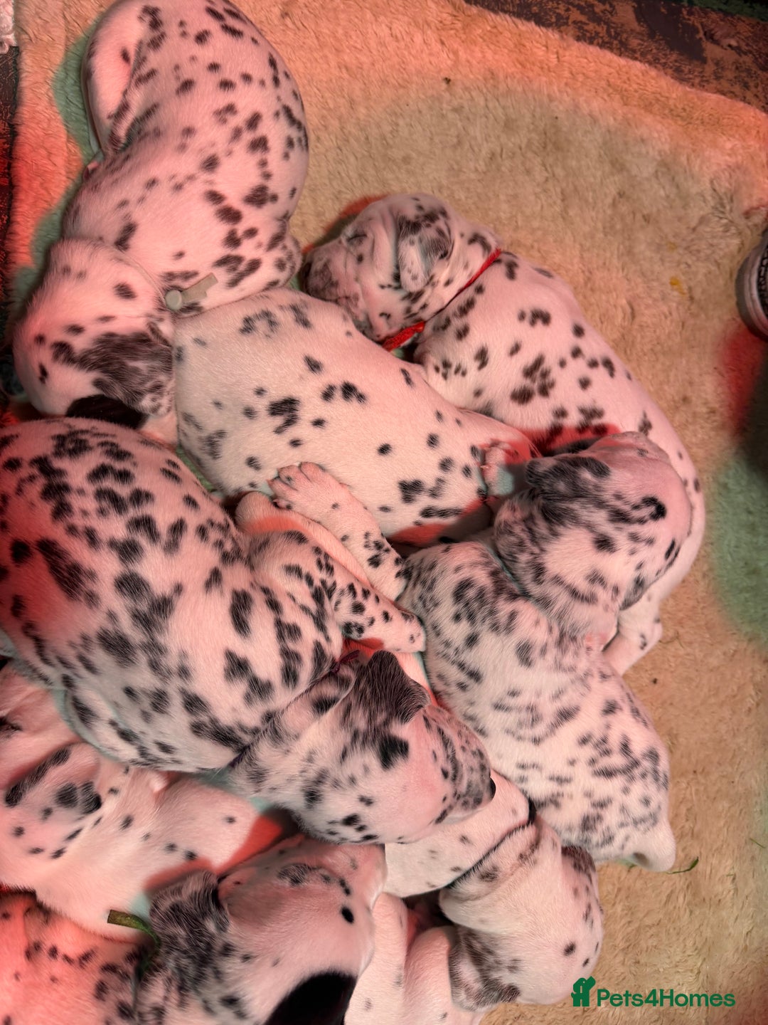 Dalmatian dogs for sale: KC Reg Dalmatian Puppies Black & Liver - Advert 3