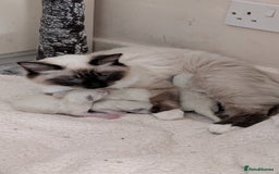 Ragdoll cats for sale: Purebred Ragdoll Kittens - Image 16