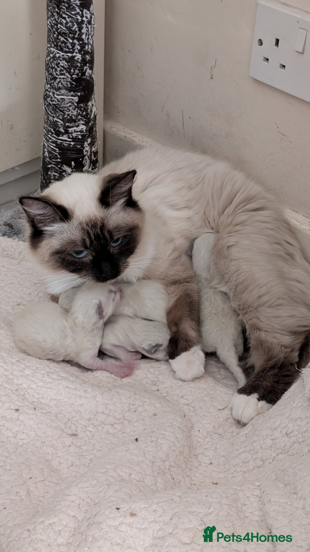 Ragdoll cats for sale: Purebred Ragdoll Kittens - Image 16