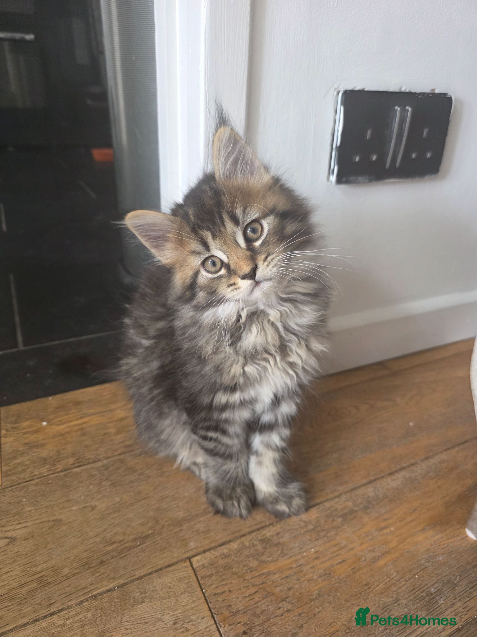 Maine Coon cats Ready now adorable maine coon Kittens 4bs & 1g - Advert 1