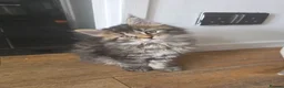 Maine Coon cats for sale: Ready now adorable maine coon Kittens 4bs & 1g - Advert 1