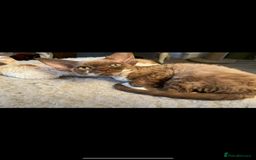 Devon Rex cats for sale: Beautiful GCCF Devon Rex girl  - Image 7
