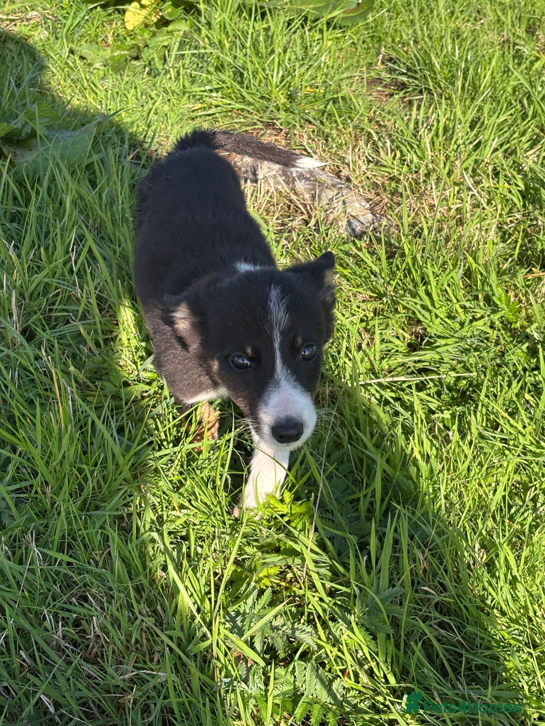 Border Collie dogs for sale: Beautiful Border Collie Puppies for sale - Image 3
