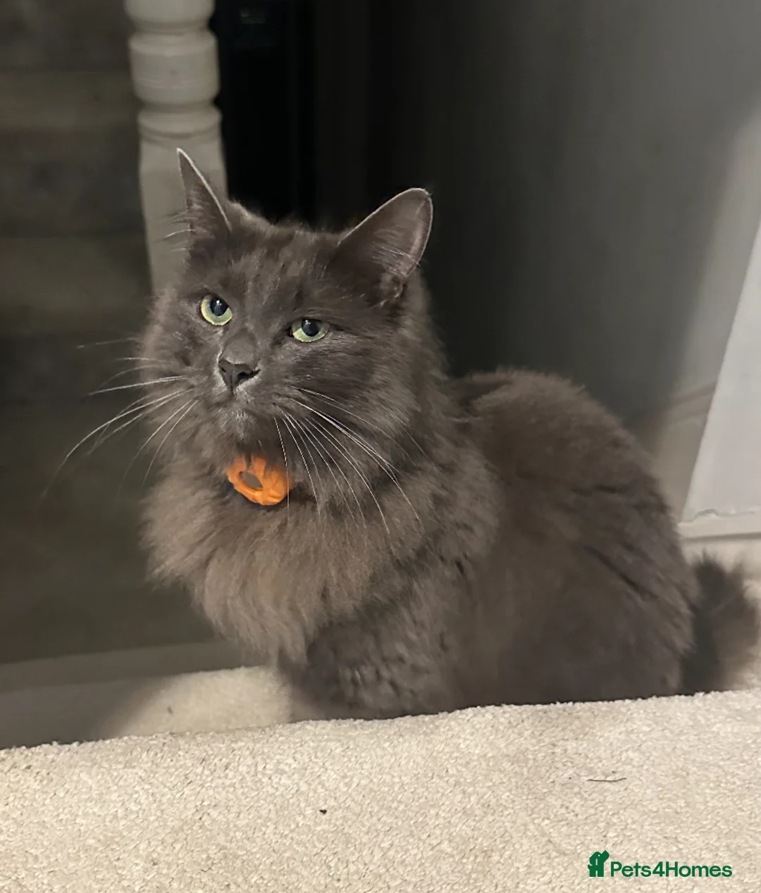 Nebelung cats for sale: Cat shadow  - Advert 4