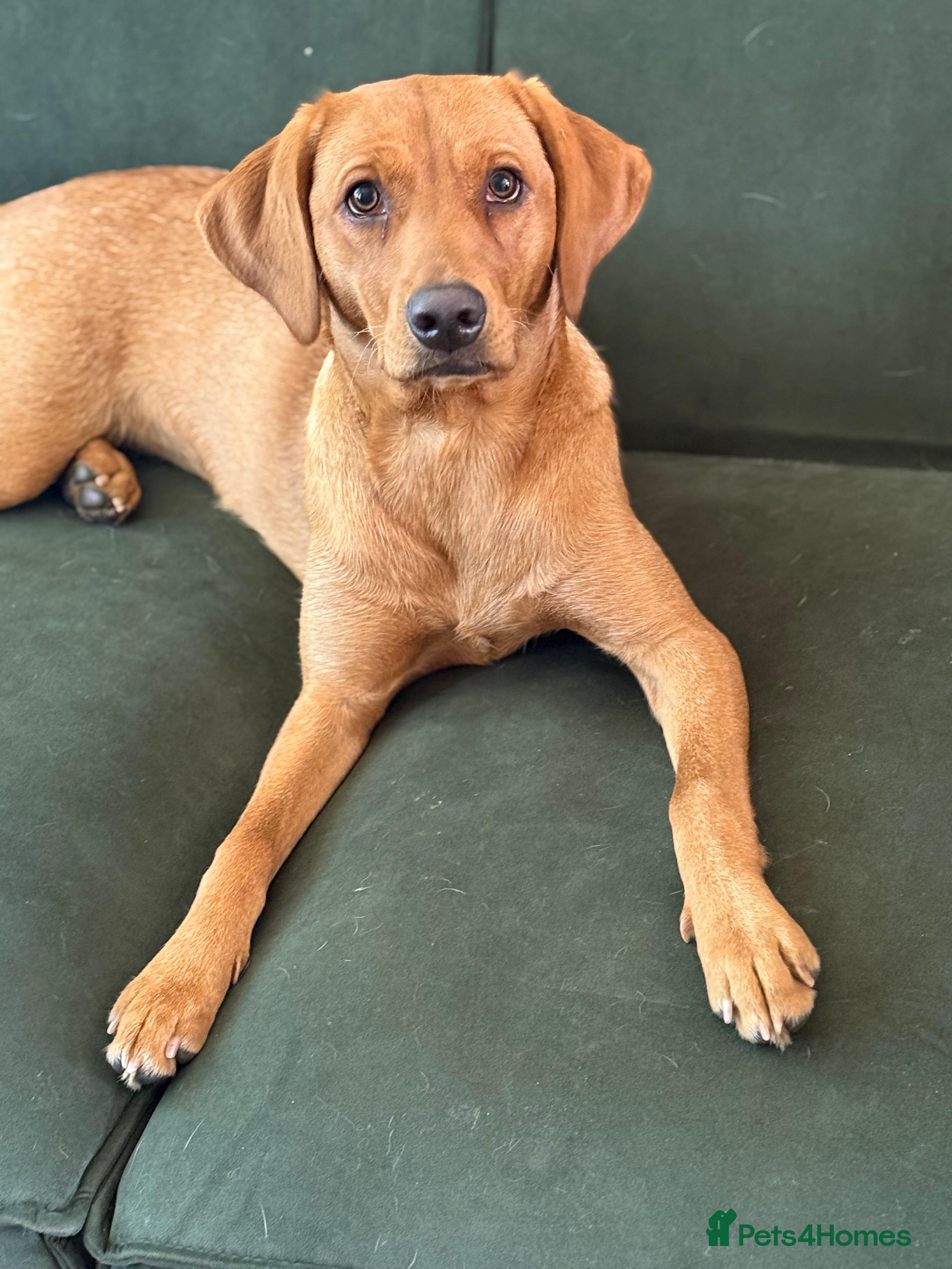 Labrador Retriever dogs Fox Red Labrador (female) 1.5 years  - Advert 2