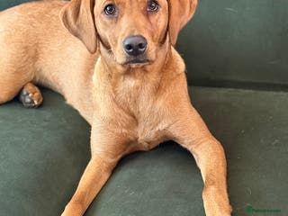 Labrador Retriever dogs Fox Red Labrador (female) 1.5 years - Advert 2