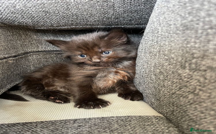 Norwegian Forest Cat cats - Advert 3