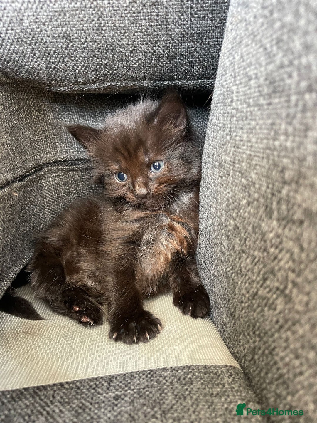 Norwegian Forest Cat cats for sale: Norwegian Forest Kittens - Image 1
