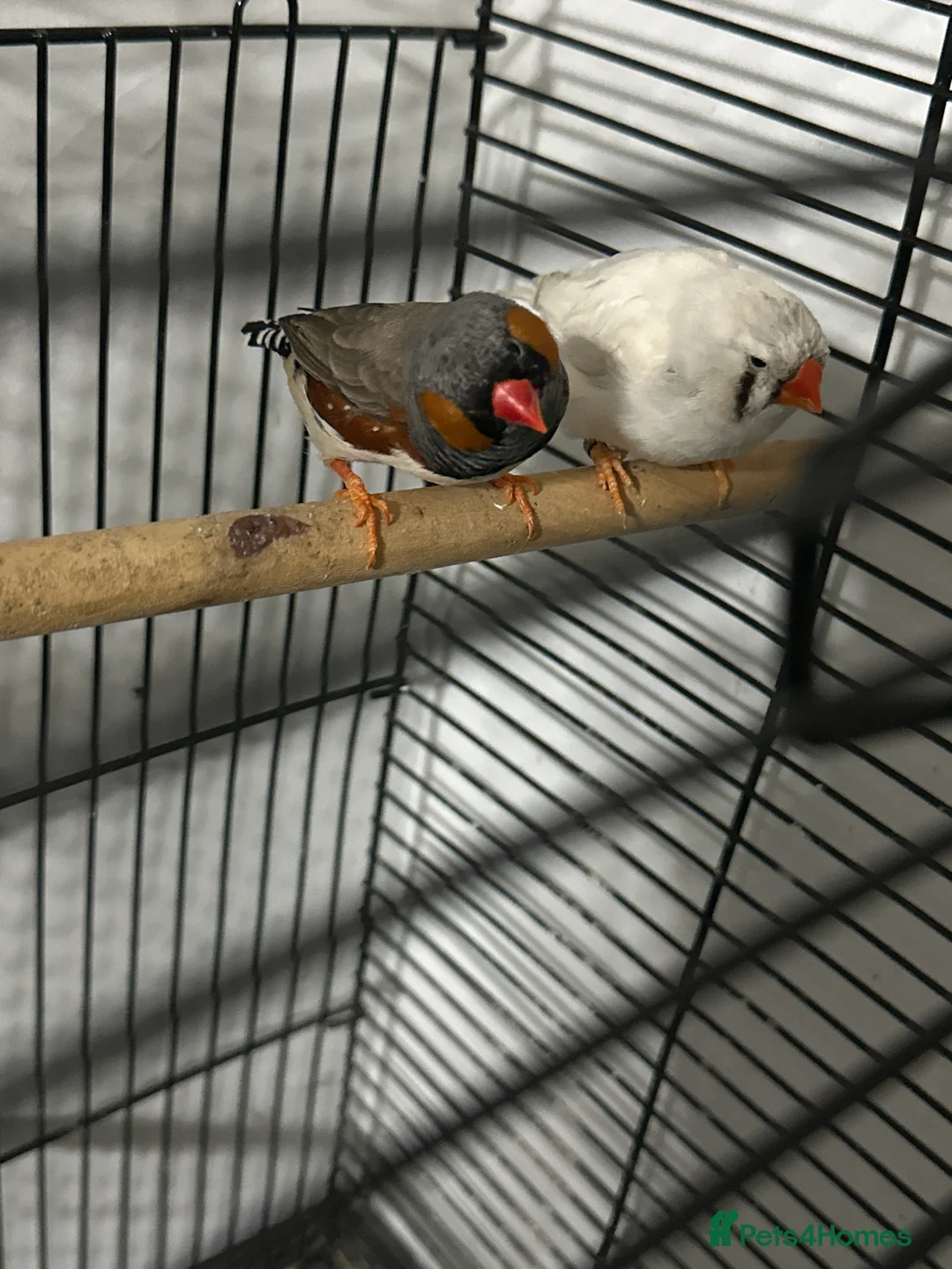 Finches birds for sale: Finches  - Advert 2