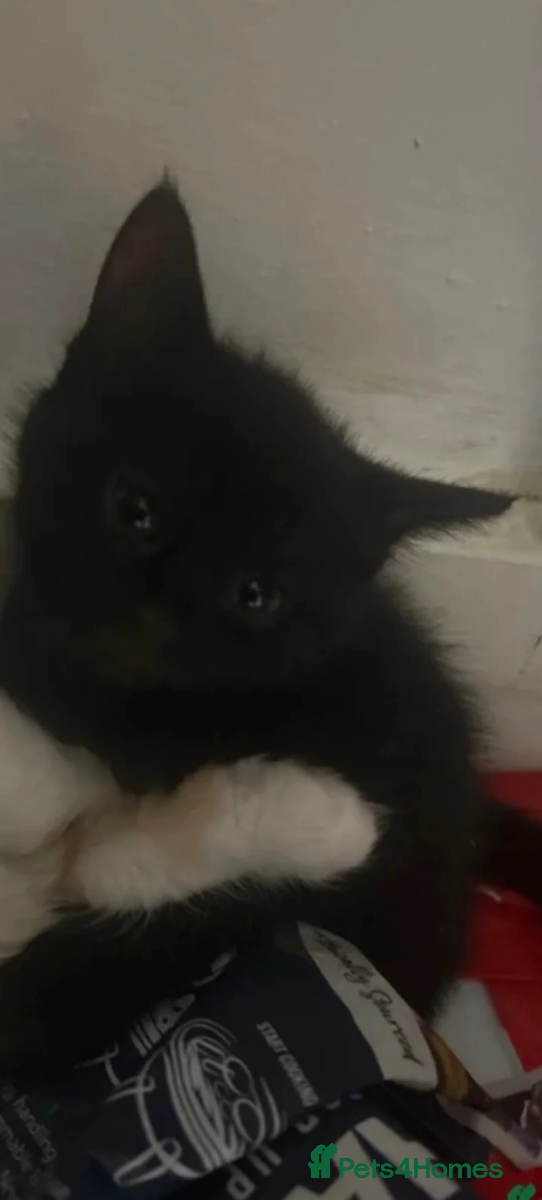 Domestic Shorthair cats for sale: Kittens - Advert 3