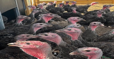 Turkeys poultry - Advert 15