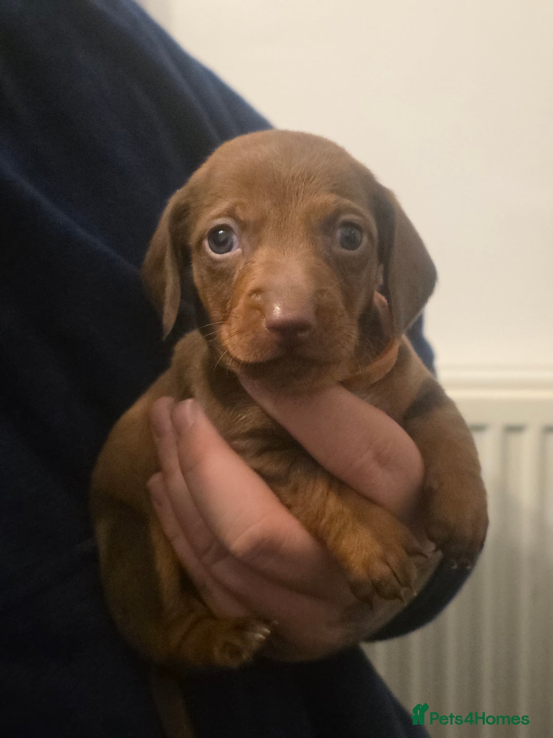 Dachshund dogs for sale: Dachshund  - Advert 21