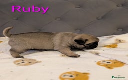 Pug dogs for sale: Pug Puppies - Image 9