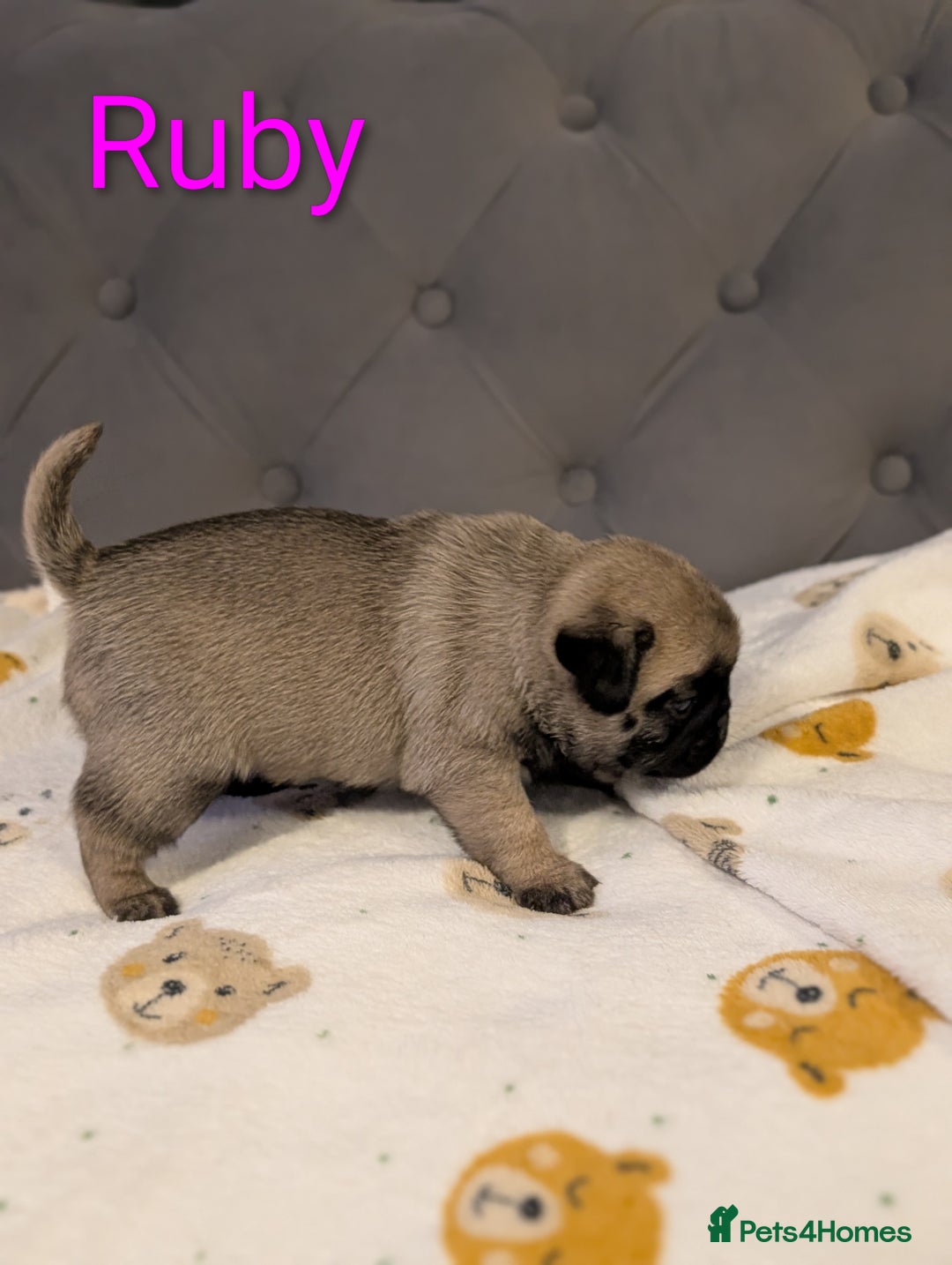 Pug dogs for sale: Pug Puppies - Image 9