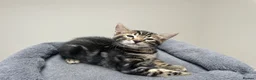 Bengal cats for sale: Bengal X Ready NOW - Advert 20