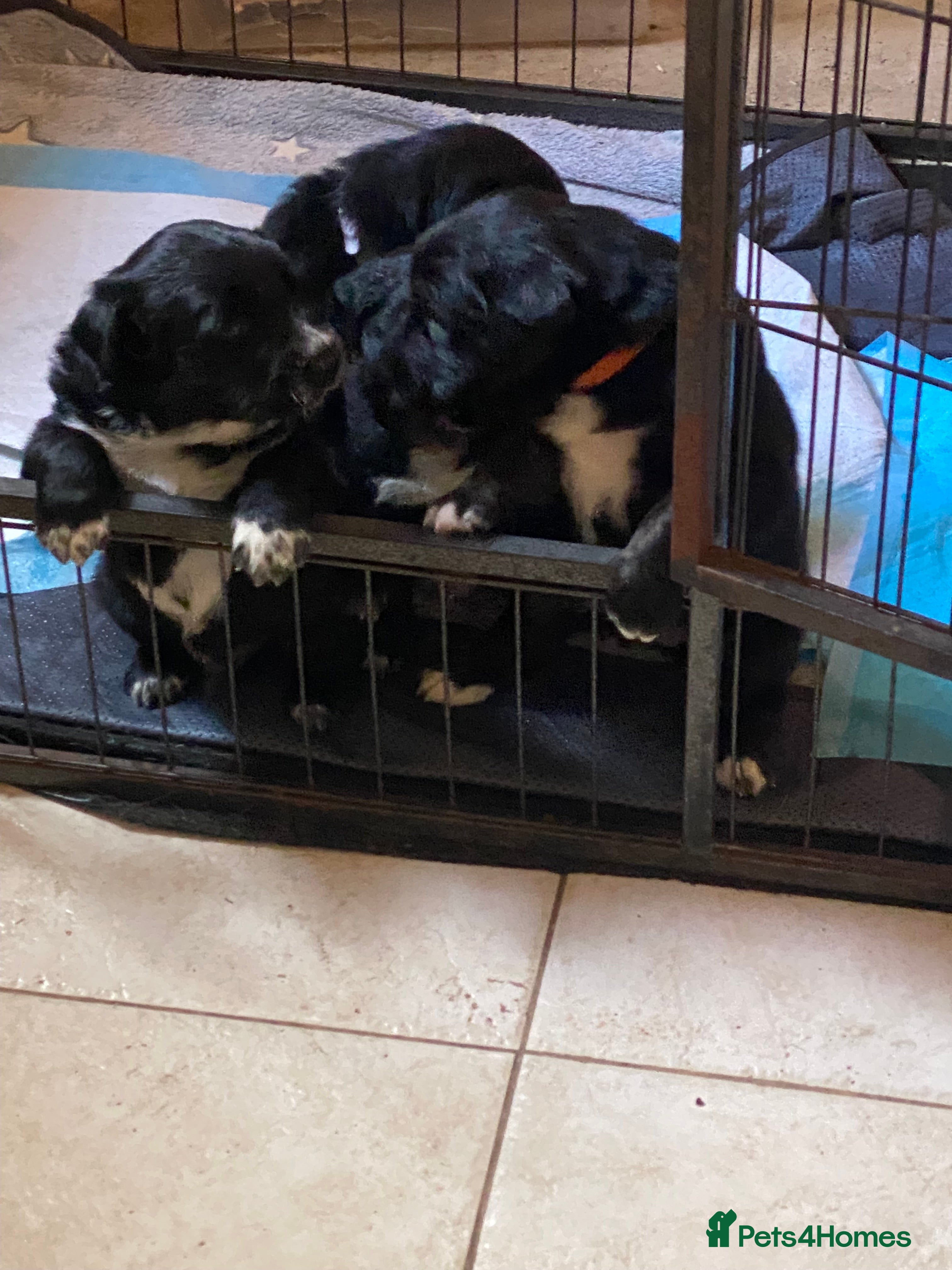 Mixed Breed dogs Retriever x Collie pups for sale - Advert 2