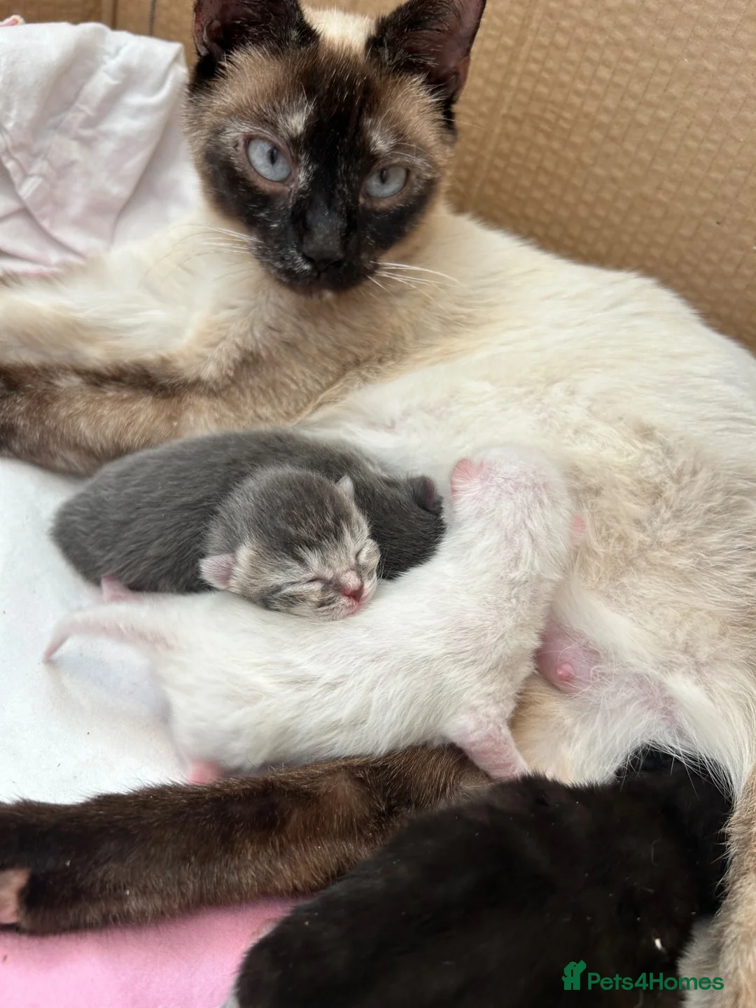 Mixed Breed cats for sale: 4 Stunning Siamese Mixed Kittens Available  - Advert 16