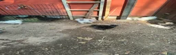 Chickens poultry for sale: USA Silkies chicks  available, - Advert 2