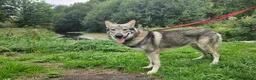 Mixed Breed dogs for sale: Tamaskan Puppies - Advert 1