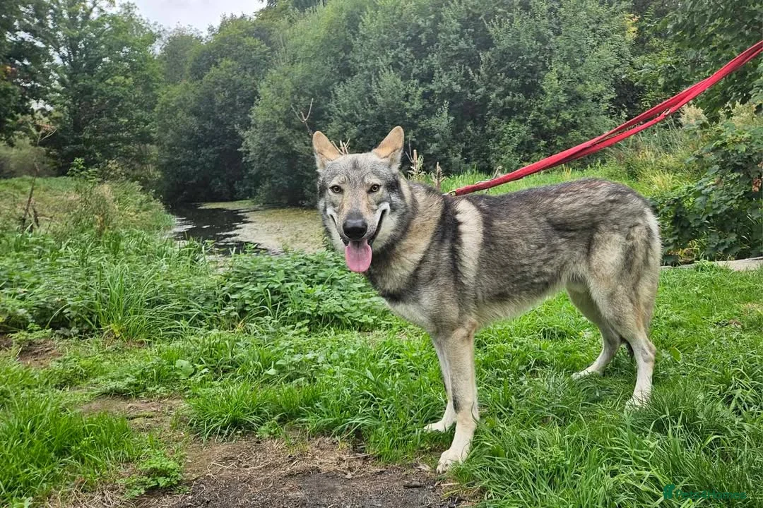 Mixed Breed dogs for sale: Tamaskan Puppies - Advert 1