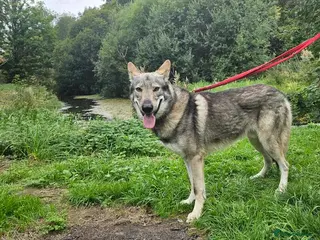 Mixed Breed dogs Tamaskan Puppies - Advert 2