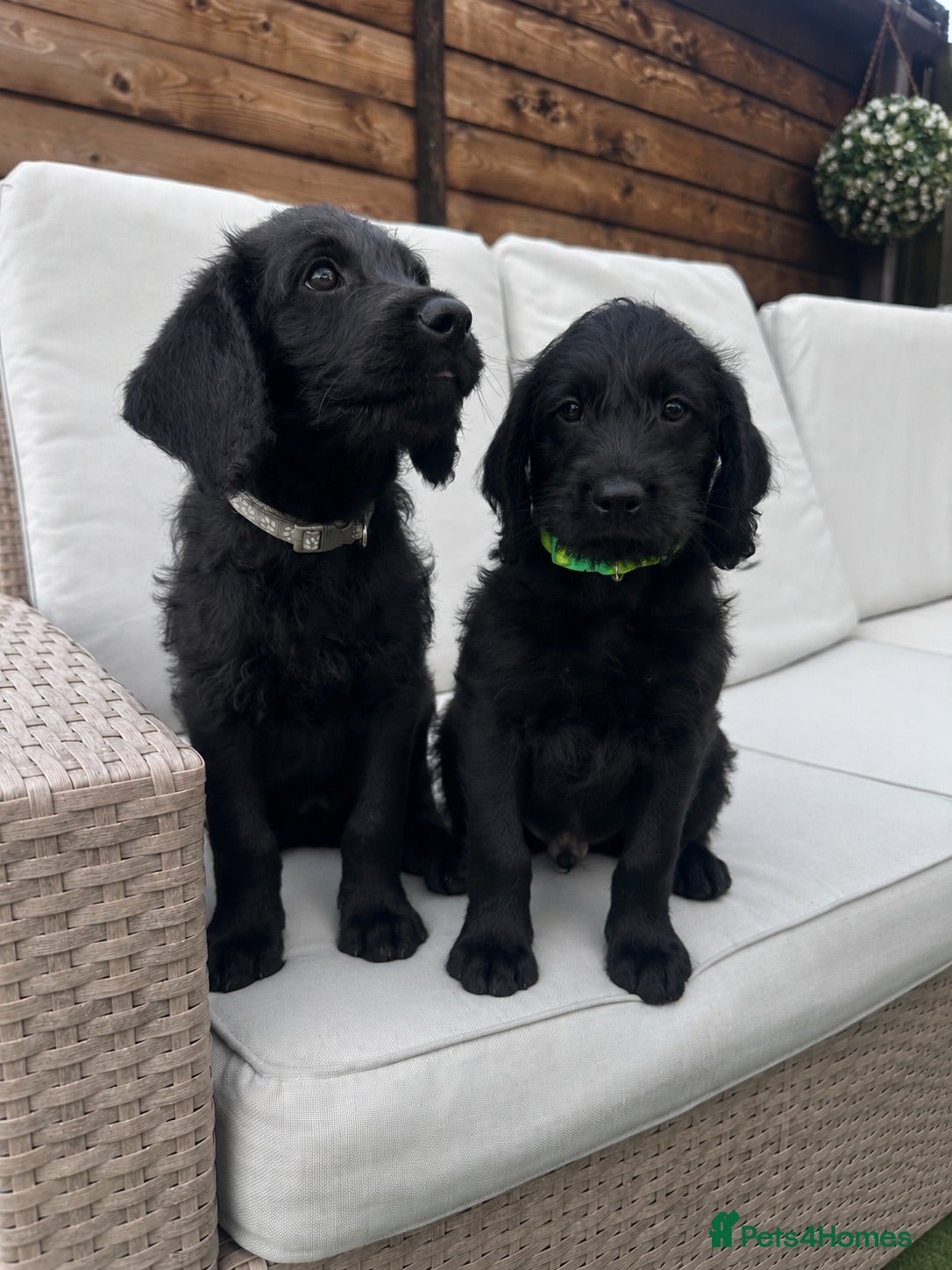 Labradoodle dogs Extensively Health Tested F1 Miniature Labradoodle - Advert 1