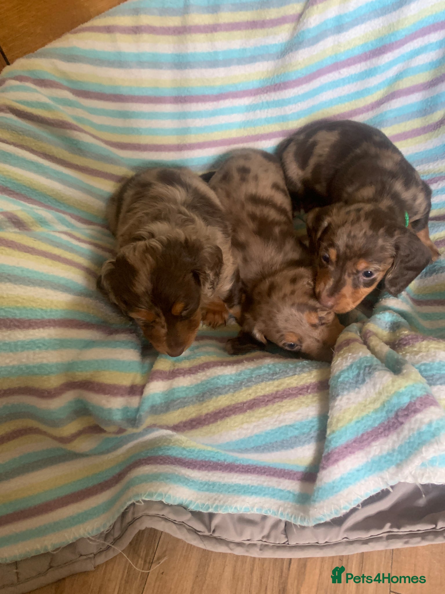 Dachshund dogs Miniature dachshund puppies 3 BOYS - Advert 13