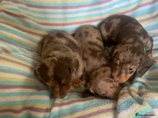Dachshund dogs Miniature dachshund puppies 3 BOYS - Advert 13