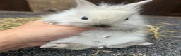 Mixed Breed rabbits for sale: Baby bunnies  - Advert 12