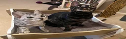 Bengal cats for sale: Retired breeding adults req. purrever pet homes 🐆 in Scunthorpe - Advert 1