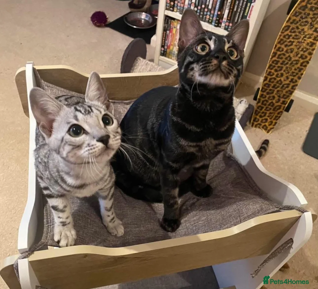 Bengal cats for sale: Retired breeding adults req. purrever pet homes 🐆 in Scunthorpe - Advert 1