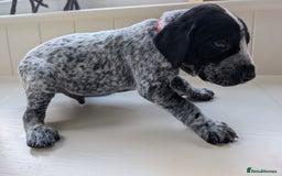 German Shorthaired Pointer dogs for sale: Stunning 3rd Generation GSP Puppies Available  - Image 5