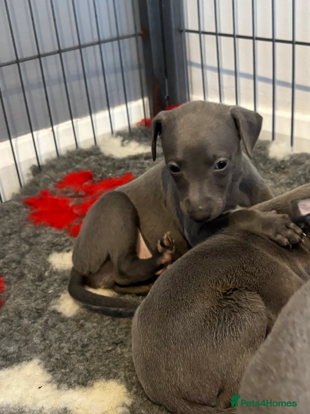 Whippet dogs for sale: Stunning Blue KC Reg Whippets Pups  in Canterbury - Advert 14