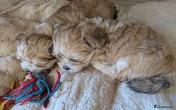 Mixed Breed dogs for sale: Lhasa Apso puppies in Kent - Image 27