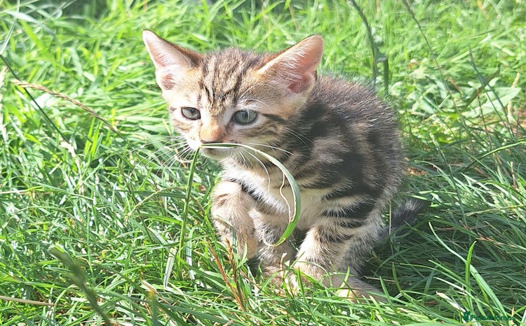 Mixed Breed cats - Advert 6