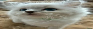 Ragdoll 1
