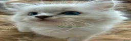 Ragdoll cats for sale: 7 Beautiful blue eyed pedigree Ragdolls - Advert 8