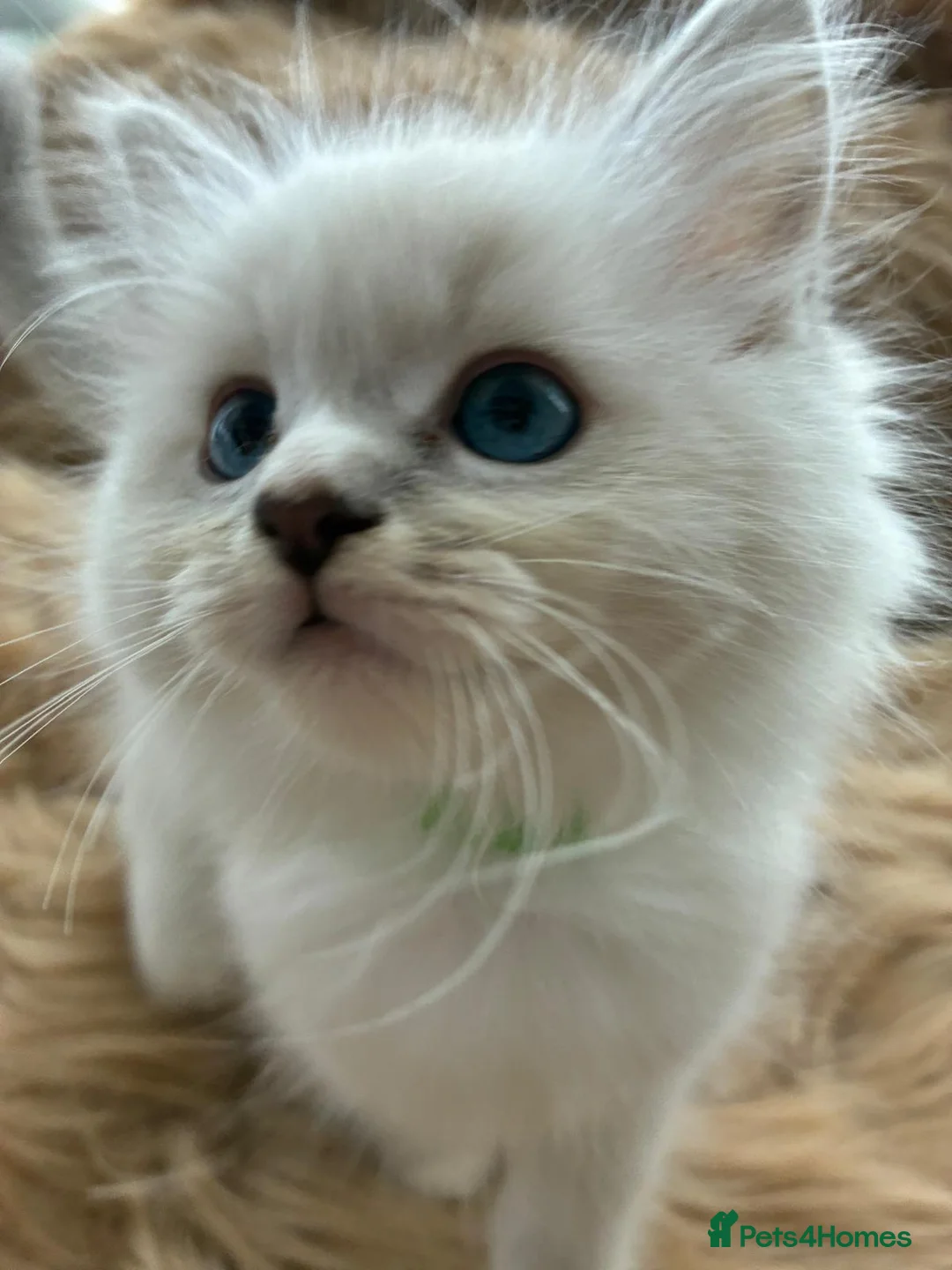 Ragdoll cats for sale: 7 Beautiful blue eyed pedigree Ragdolls - Advert 8