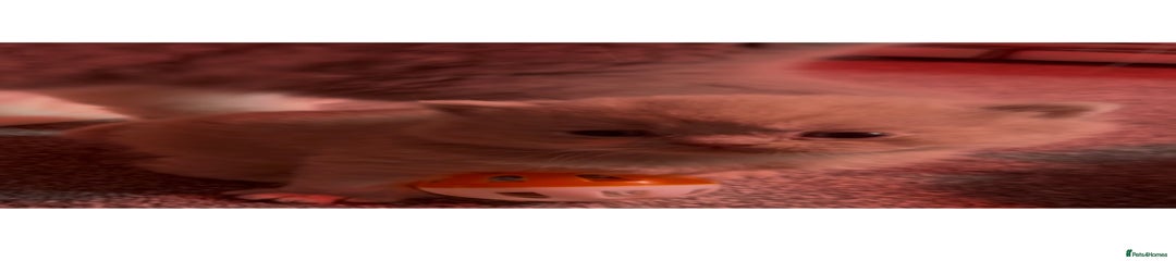 British Shorthair Kitten 2