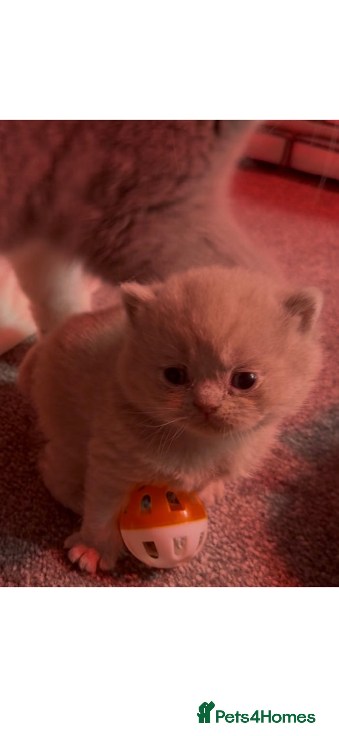 British Shorthair cats for sale: Stunning pure British shorthair kittens - Image 10