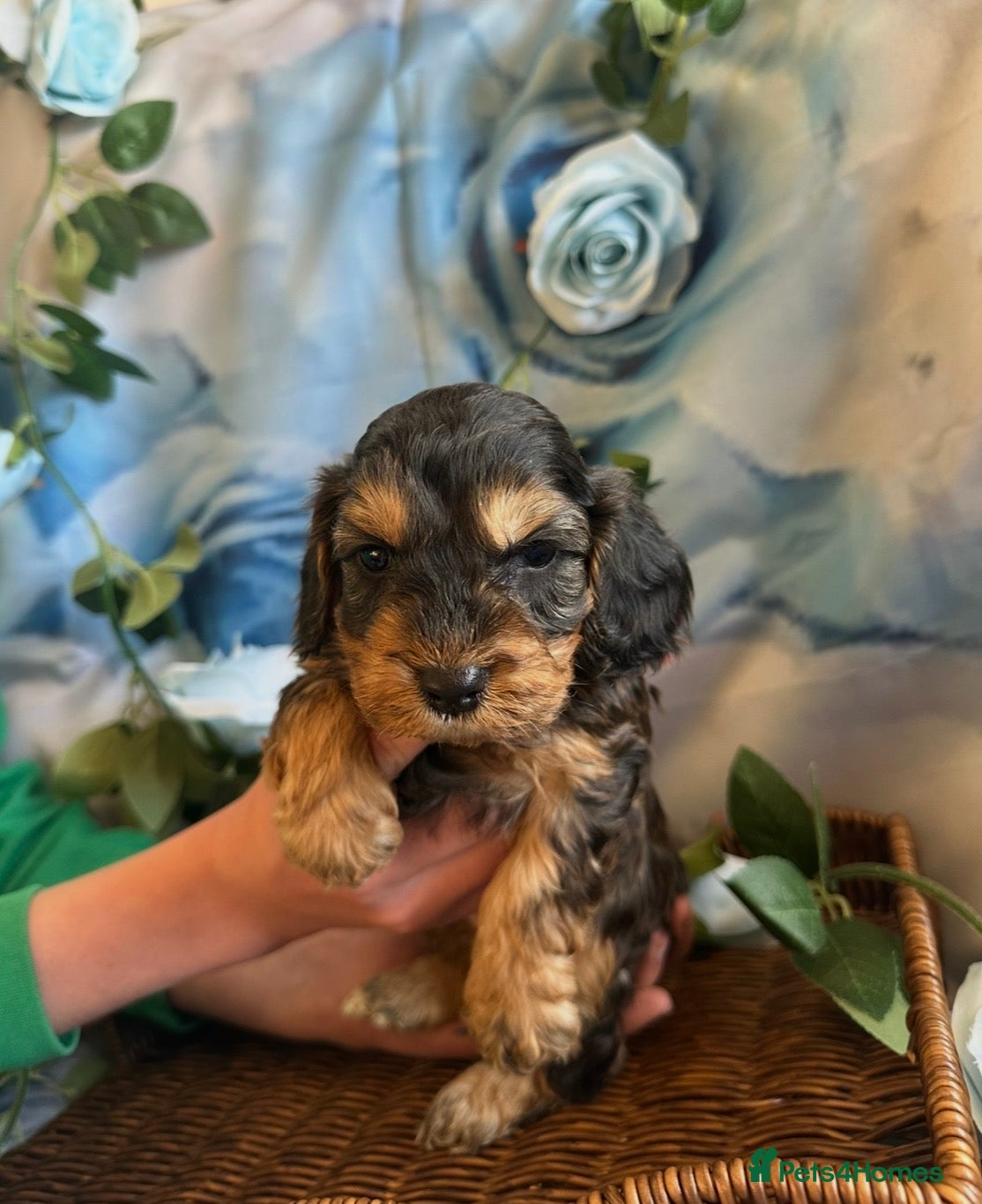 Cockapoo dogs 🌟5 star licenced breeder🌟 - Advert 1