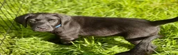 Labrador Retriever dogs for sale: Outstanding Labrador Puppies–Exceptional Pedigree - Advert 6